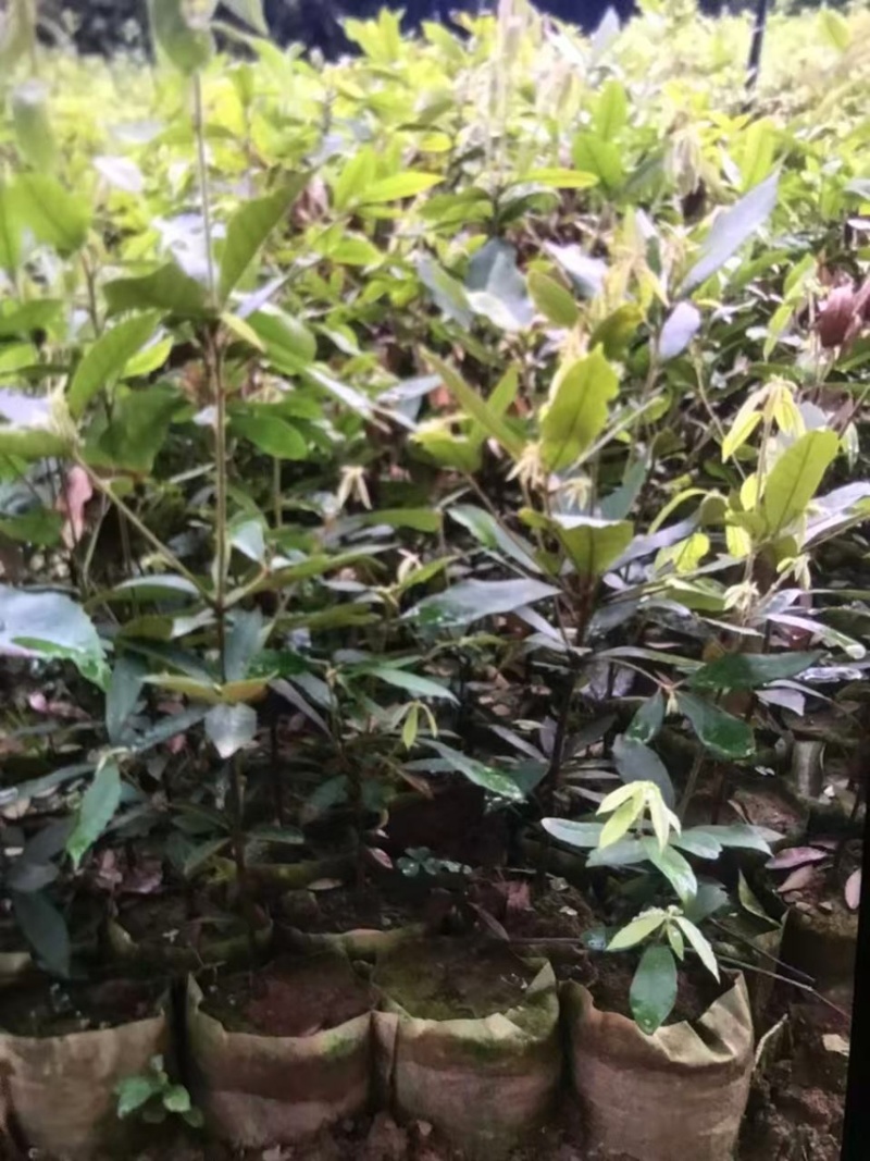 赤皮青冈：奉新县邹家苗圃大量供应大小不一的赤皮青冈