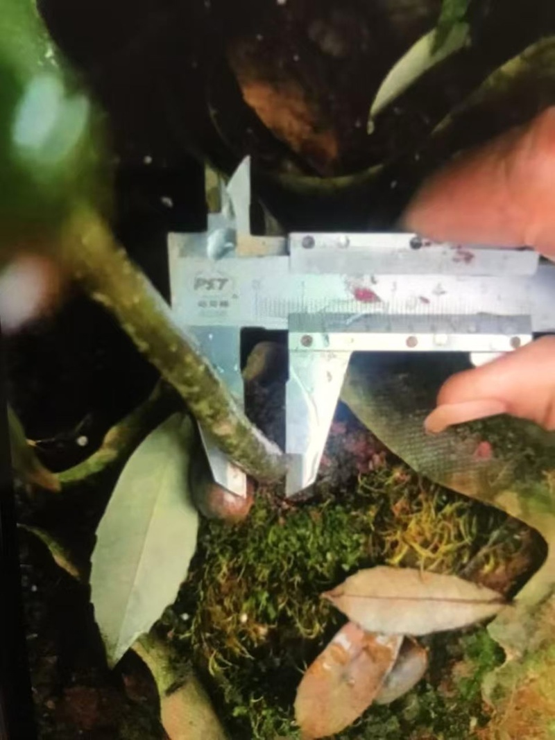 赤皮青冈：奉新县邹家苗圃大量供应大小不一的赤皮青冈