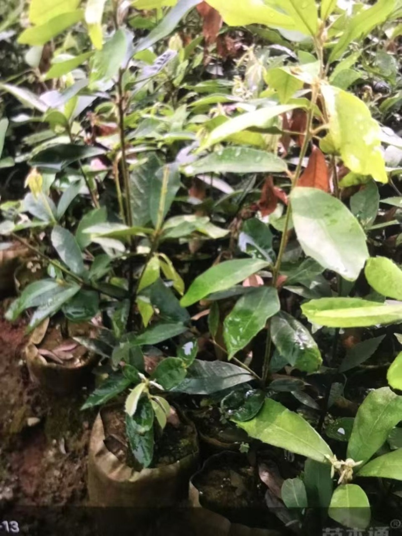 赤皮青冈：奉新县邹家苗圃大量供应大小不一的赤皮青冈