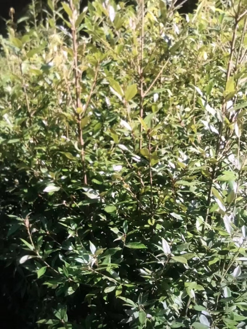赤皮青冈：奉新县邹家苗圃大量供应大小不一的赤皮青冈