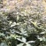 赤皮青冈：奉新县邹家苗圃大量供应大小不一的赤皮青冈