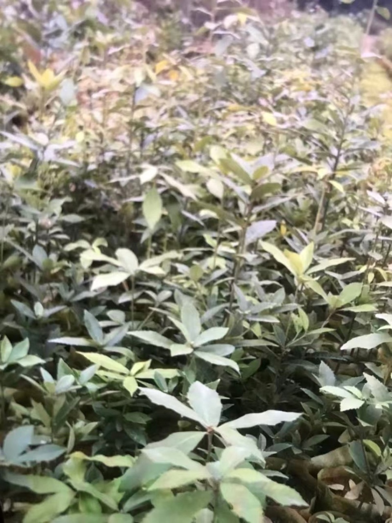 赤皮青冈：奉新县邹家苗圃大量供应大小不一的赤皮青冈