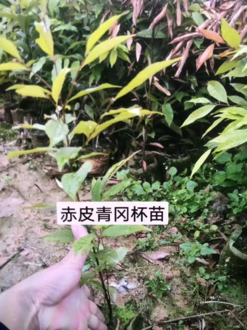 赤皮青冈：奉新县邹家苗圃大量供应大小不一的赤皮青冈