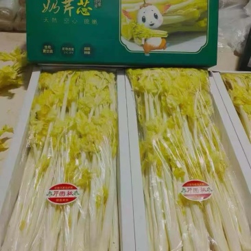 桂河芹菜苗黄金芹菜苗黄心芹菜苗
