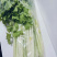 桂河芹菜苗黄金芹菜苗黄心芹菜苗