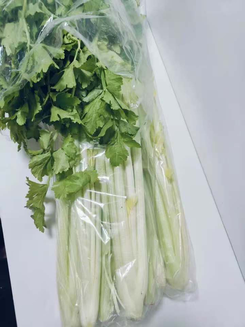 桂河芹菜苗黄金芹菜苗黄心芹菜苗