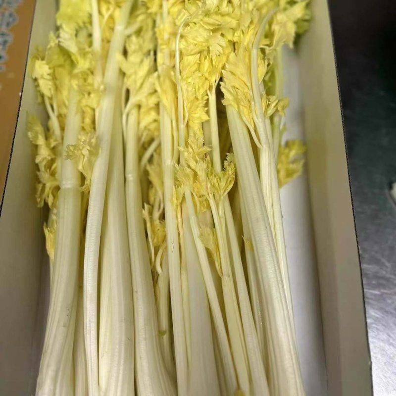 桂河芹菜苗黄金芹菜苗黄心芹菜苗