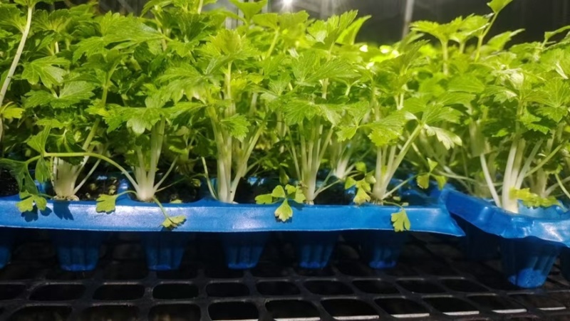 桂河芹菜苗黄金芹菜苗黄心芹菜苗