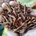 钩藤钩藤茶纯野生中药材倒挂刺中药材钩藤杆