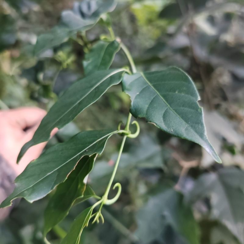 钩藤钩藤茶纯野生中药材倒挂刺中药材钩藤杆