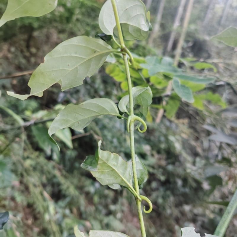 钩藤钩藤茶纯野生中药材倒挂刺中药材钩藤杆