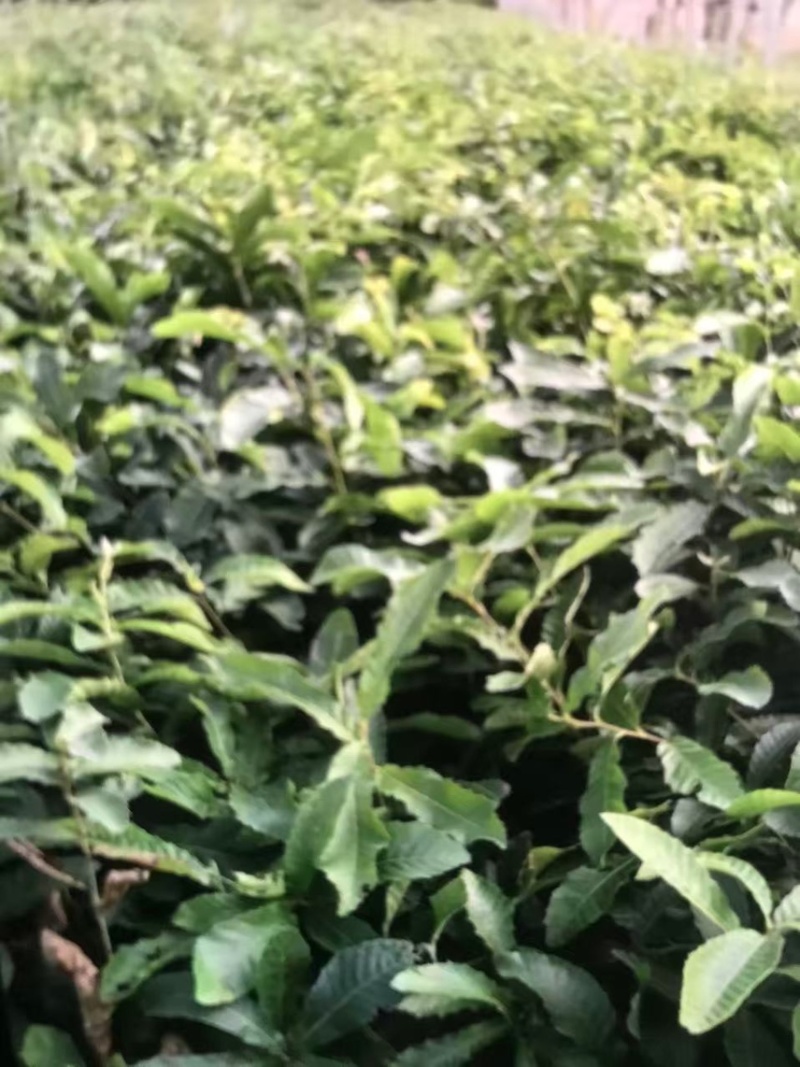 麻栎：奉新县邹家苗圃基地欢迎老板来电洽谈