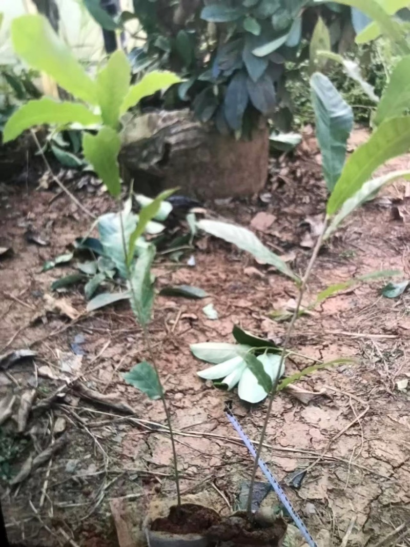 麻栎：奉新县邹家苗圃基地欢迎老板来电洽谈