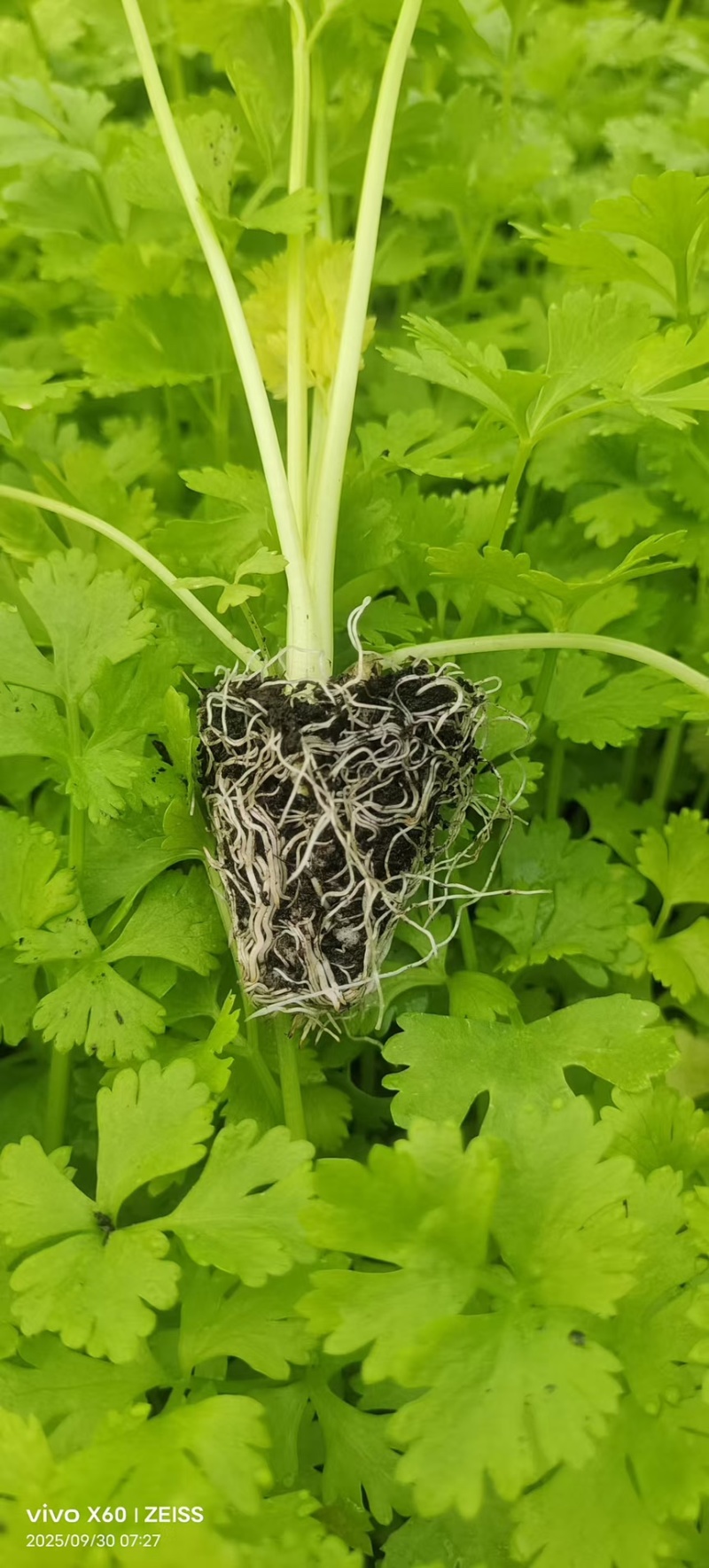 桂河芹菜苗黄金芹菜苗黄心芹菜苗