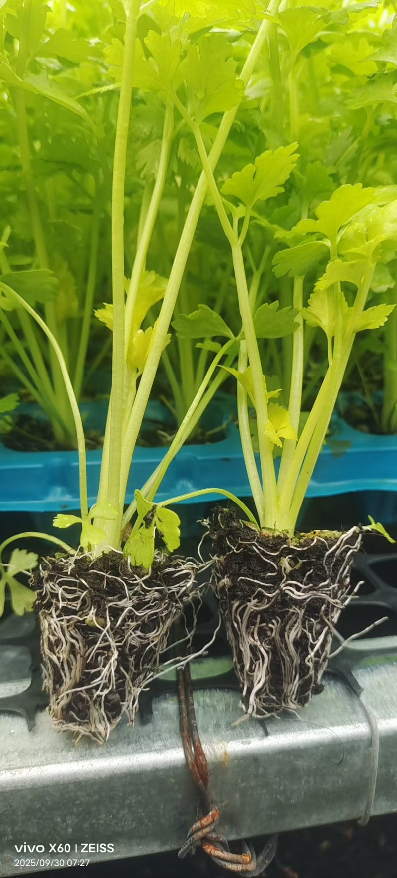 桂河芹菜苗黄金芹菜苗黄心芹菜苗