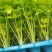 桂河芹菜苗黄金芹菜苗黄心芹菜苗