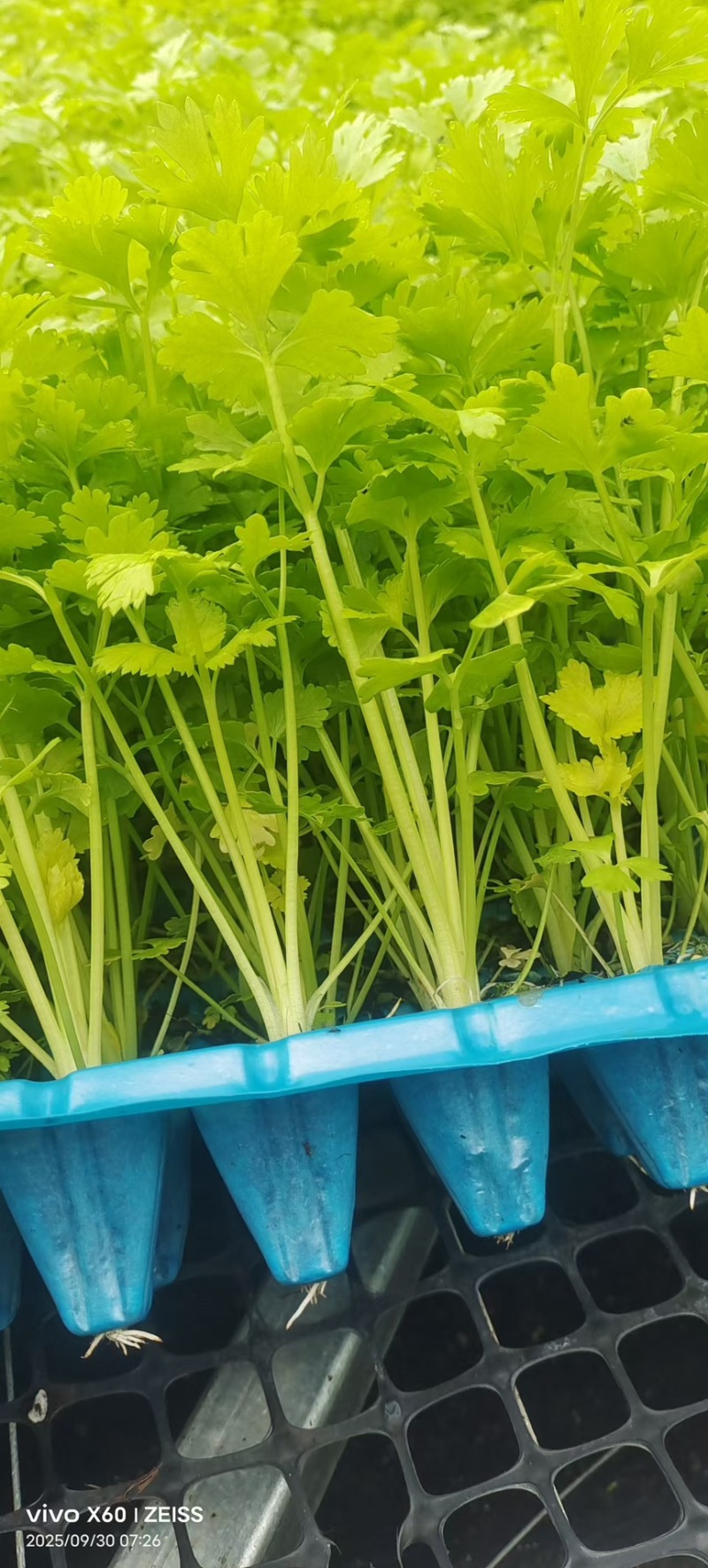 桂河芹菜苗黄金芹菜苗黄心芹菜苗
