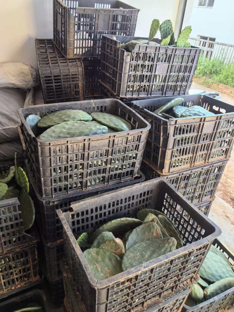 新品种仙人掌，现货300亩，