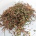 人字草中药材250克新货正品新鲜干货丁葵草乌龙草丁贵草乌