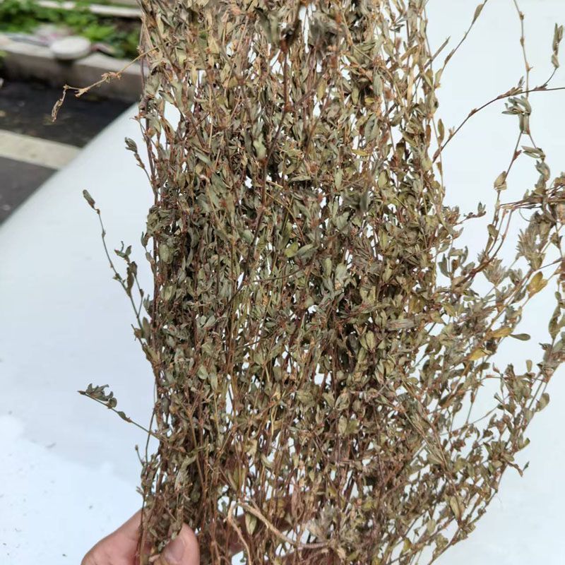 人字草中药材250克新货正品新鲜干货丁葵草乌龙草丁贵草乌