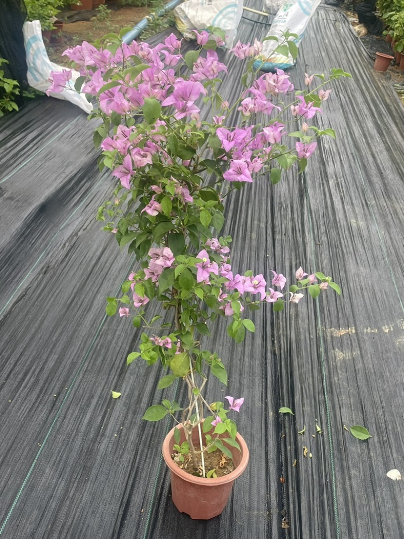 各种三角梅盆苗出售