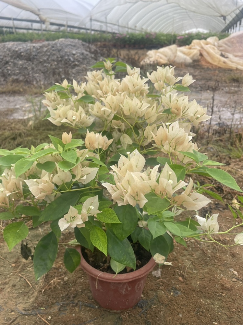 各种三角梅盆苗出售