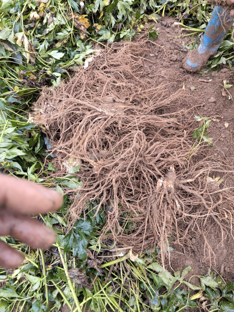 自种甜当归，鲜货，量大品质好，对接全国各地的商家。