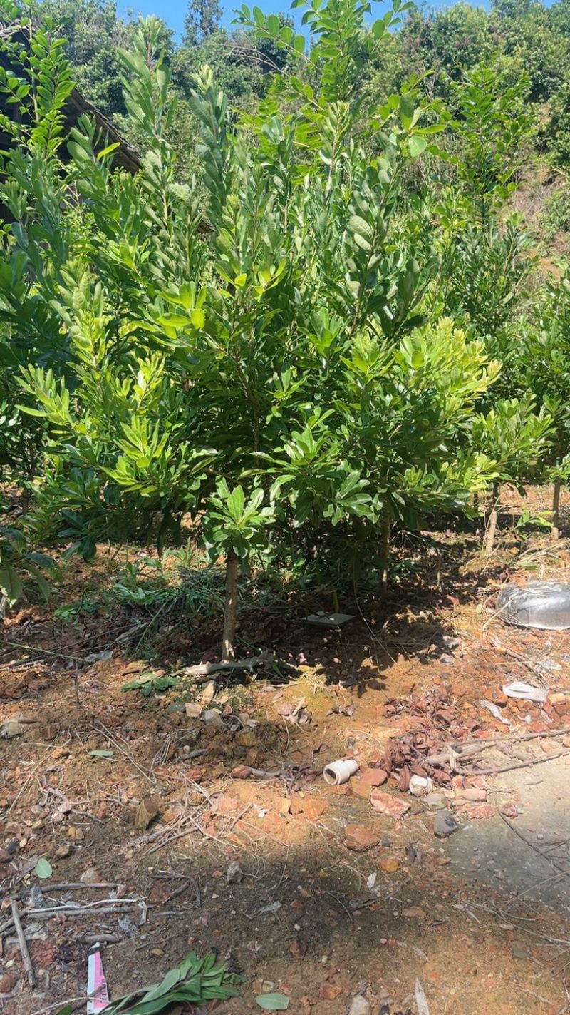 精品杨梅杯苗东魁台梅黑炭怀化精品杨梅苗，