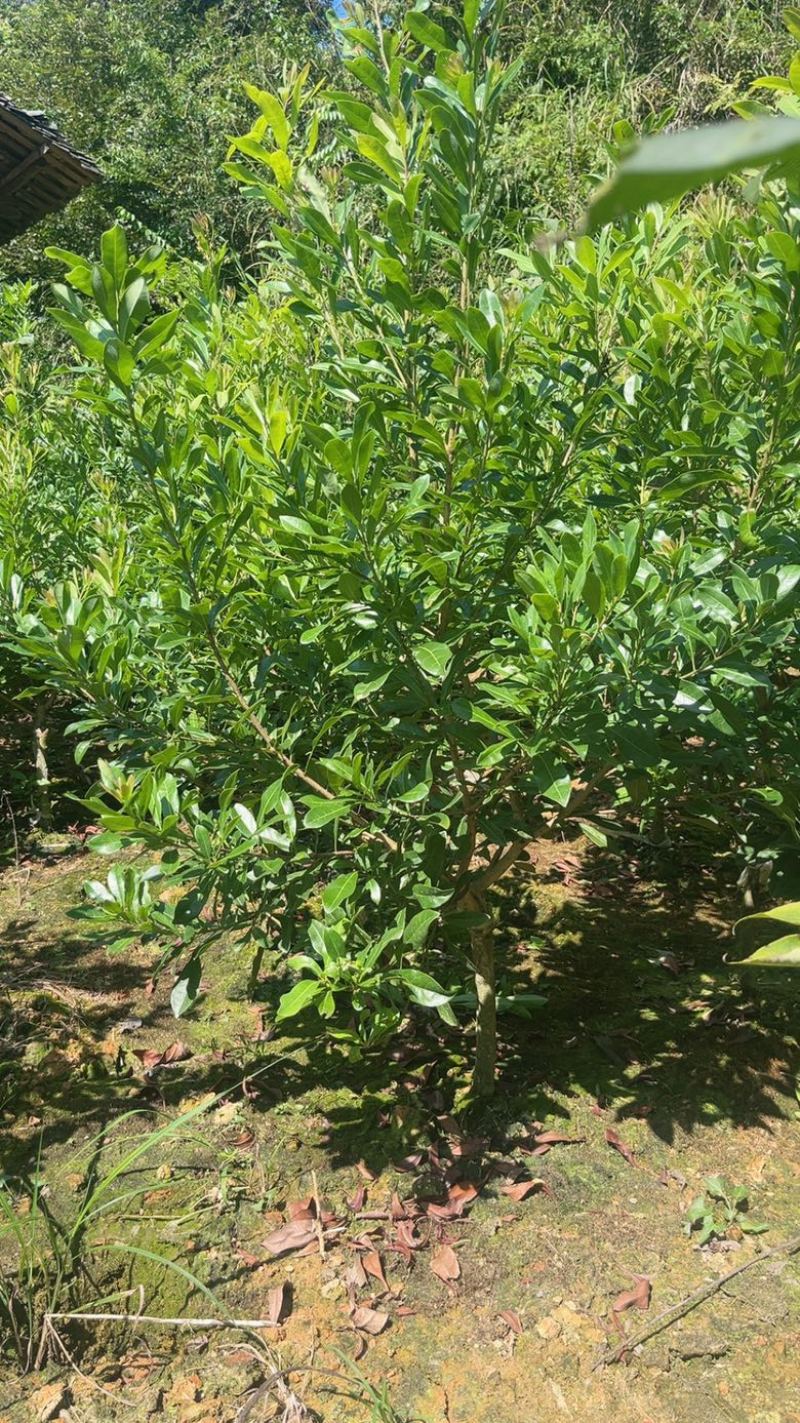 精品杨梅杯苗东魁台梅黑炭怀化精品杨梅苗，
