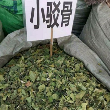 小驳骨中药材小接骨驳骨草正品新货中药材合作共赢