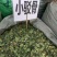 小驳骨中药材小接骨驳骨草正品新货中药材合作共赢
