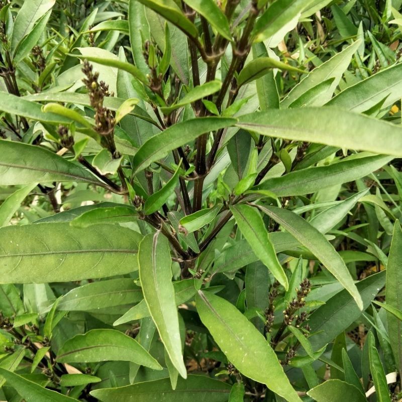 小驳骨中药材小接骨驳骨草正品新货中药材合作共赢