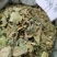 小驳骨中药材小接骨驳骨草正品新货中药材合作共赢