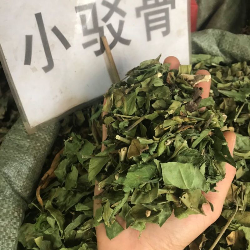 小驳骨中药材小接骨驳骨草正品新货中药材合作共赢