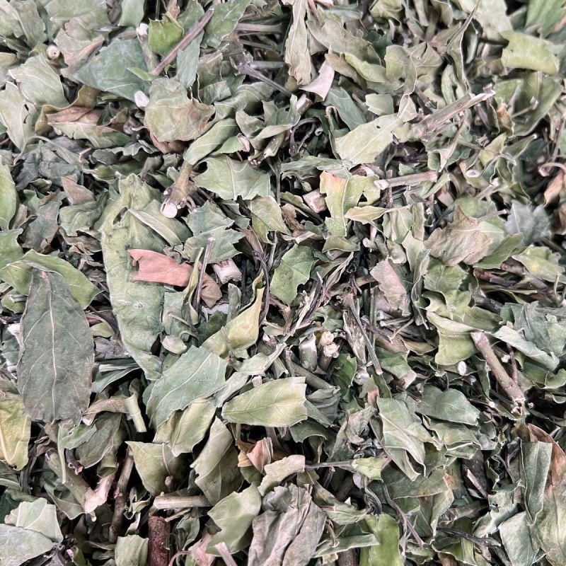 小驳骨中药材小接骨驳骨草正品新货中药材合作共赢
