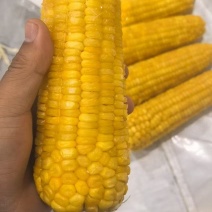东北甜糯玉米，速冻玉米，供应大型商超，学校食堂