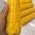 东北甜糯玉米，速冻玉米，供应大型商超，学校食堂