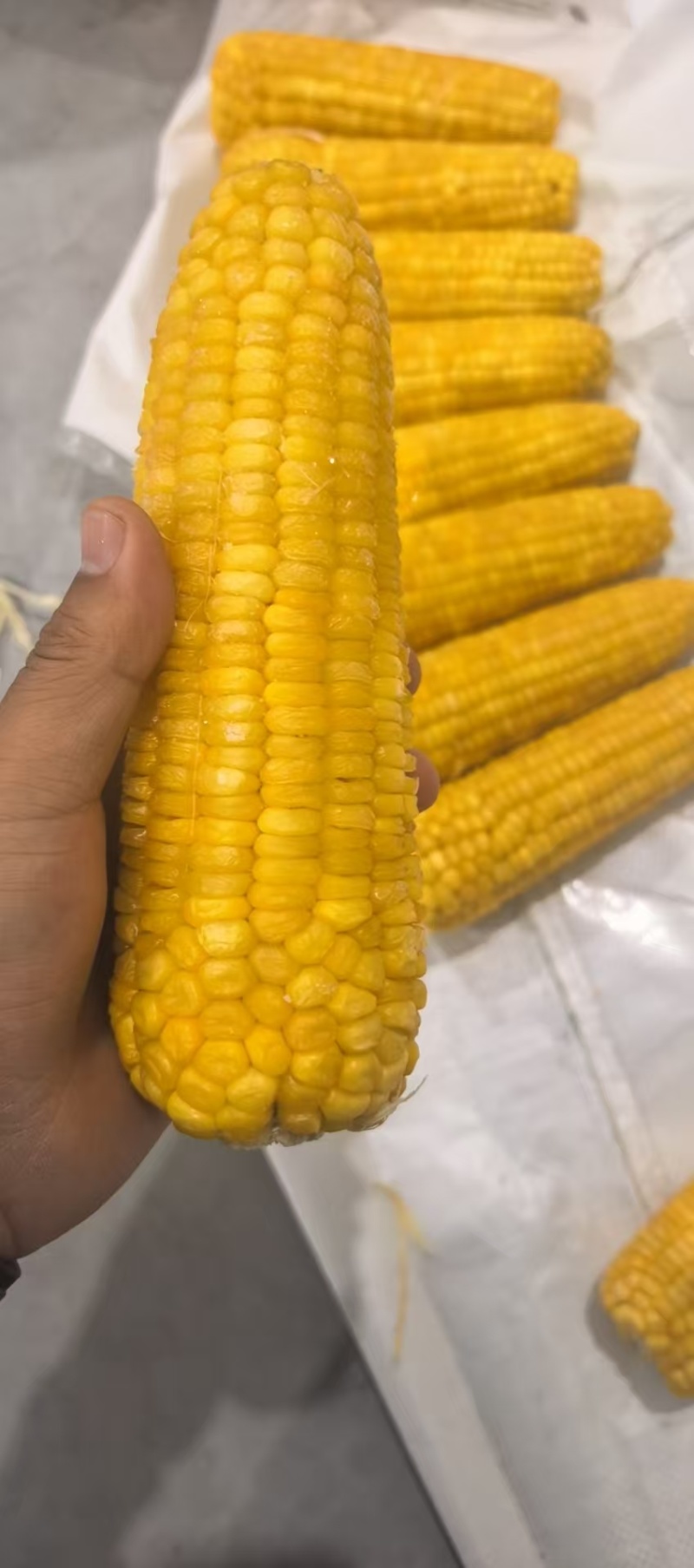 东北甜糯玉米，速冻玉米，供应大型商超，学校食堂