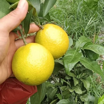 广西爱媛38号一果冻橙已开始大量上市，需要的可以来电咨询