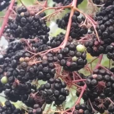 优质刺嫩芽种子，发芽率高，易种植，好收成