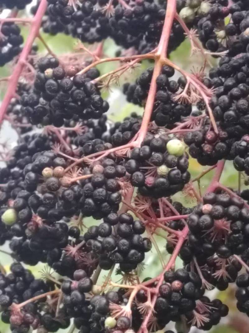 优质刺嫩芽种子，发芽率高，易种植，好收成