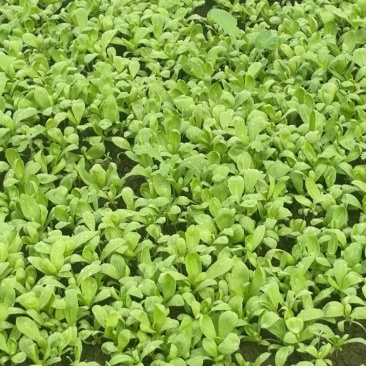 精品大板叶茼蒿一手货源量大从优诚信经营欢迎来电