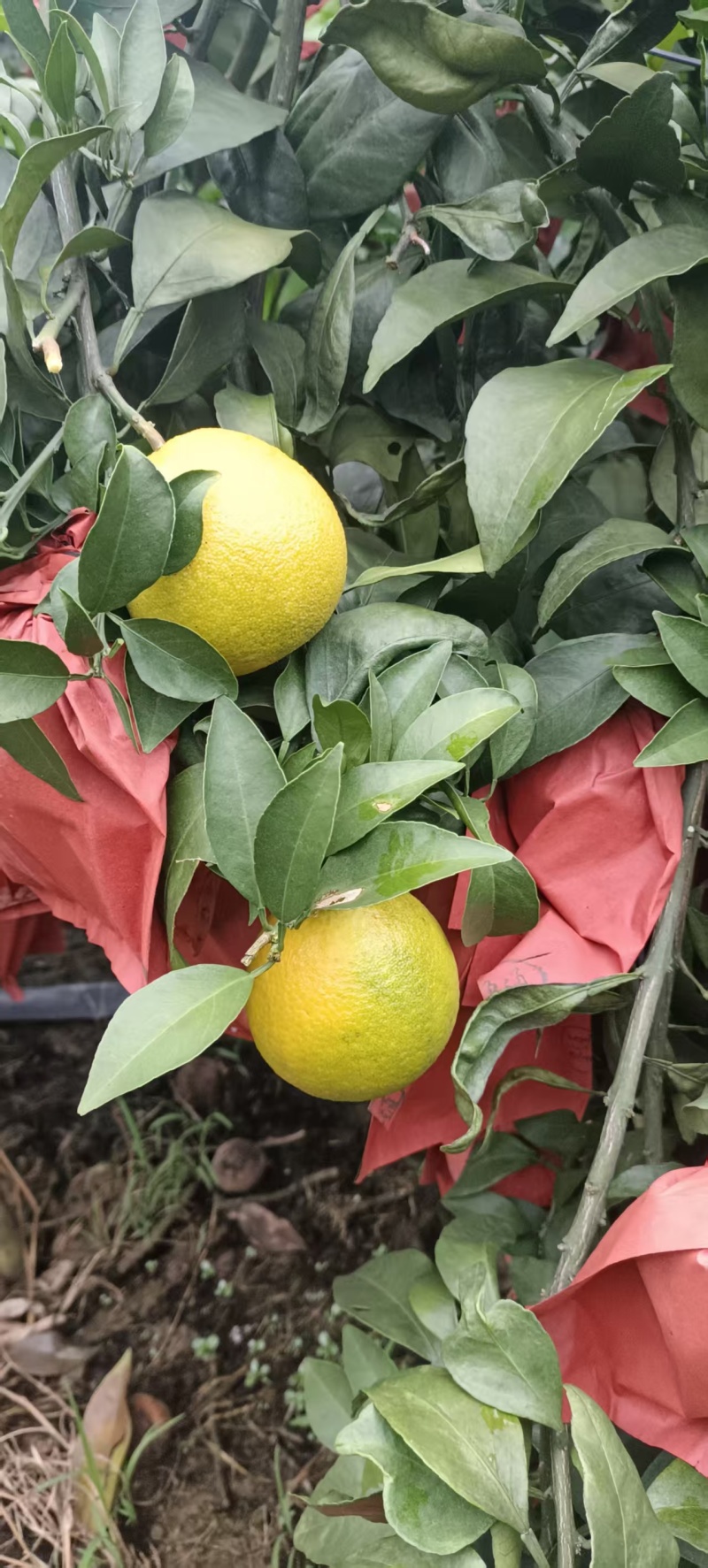 广西爱媛38号一果冻橙已开始大量上市，需要的可以来电咨询