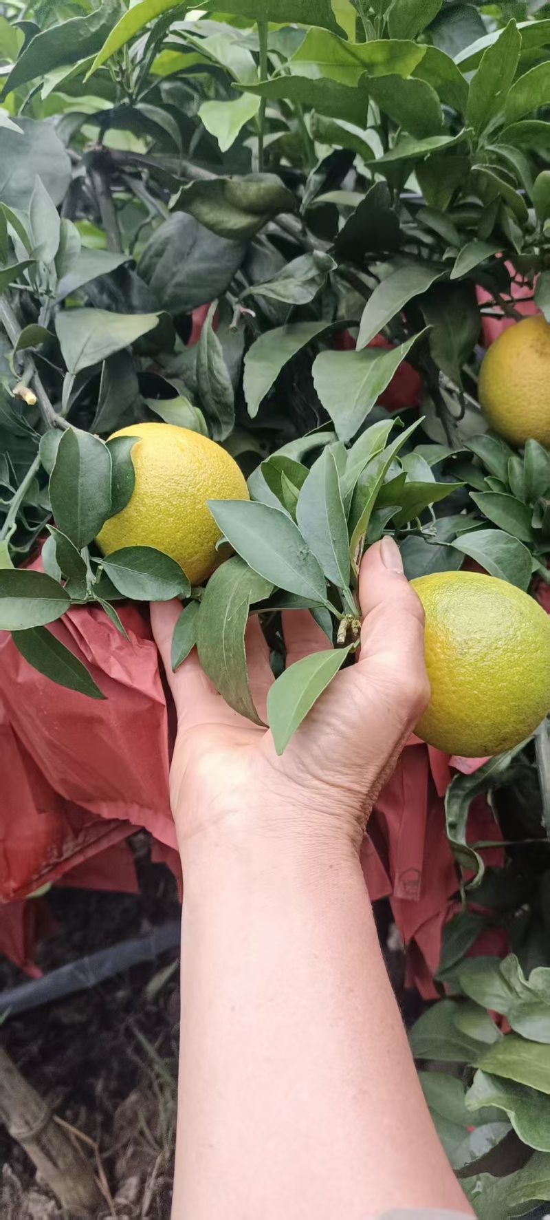 广西爱媛38号一果冻橙已开始大量上市，需要的可以来电咨询
