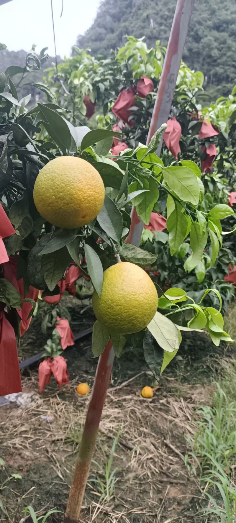 广西爱媛38号一果冻橙已开始大量上市，需要的可以来电咨询
