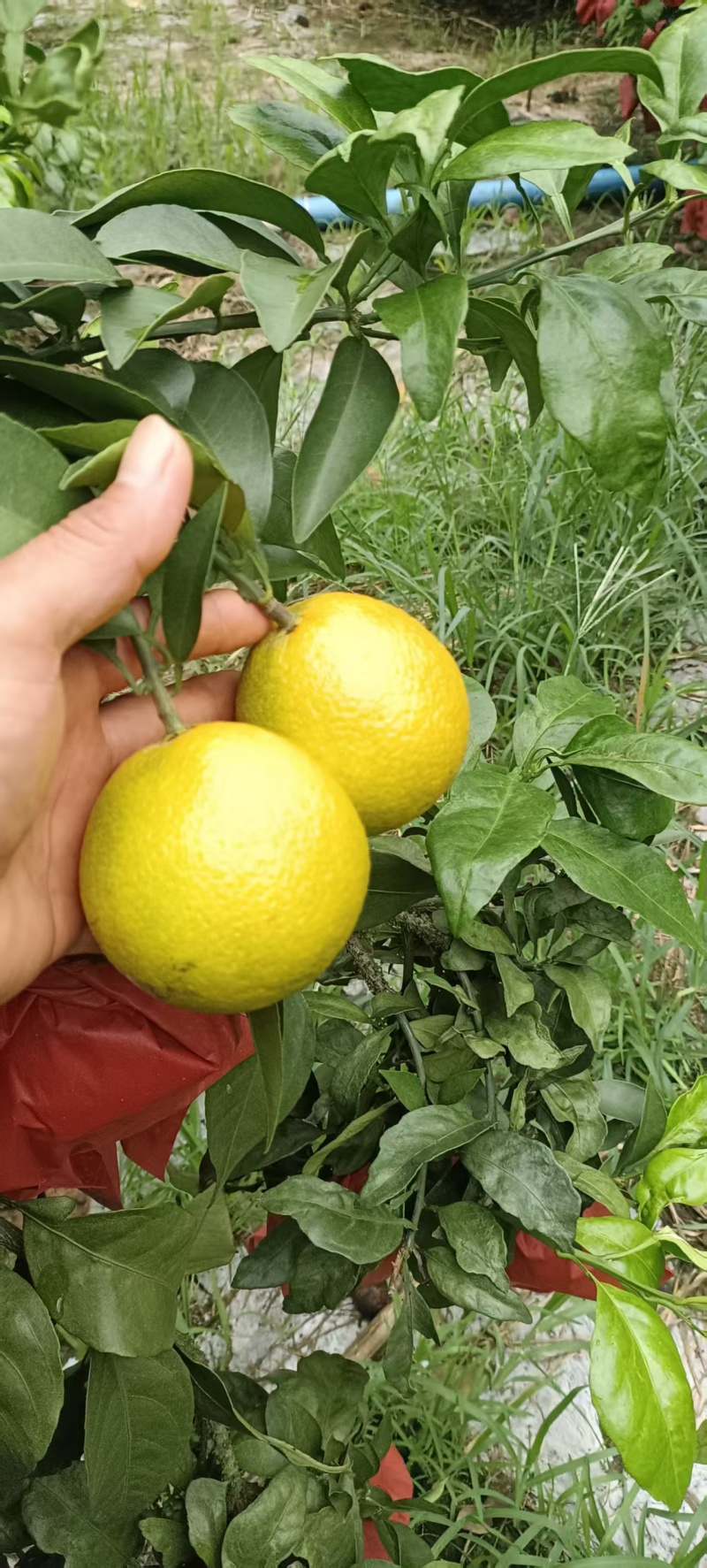 广西爱媛38号一果冻橙已开始大量上市，需要的可以来电咨询