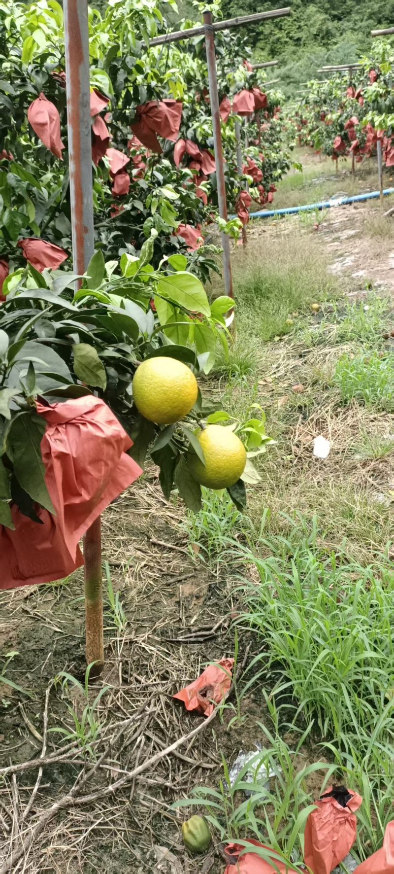 广西爱媛38号一果冻橙已开始大量上市，需要的可以来电咨询