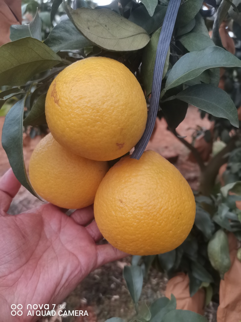 广西爱媛38号一果冻橙已开始大量上市，需要的可以来电咨询