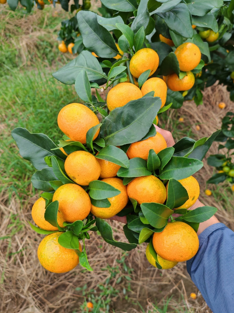 桂林金秋砂糖橘，上市