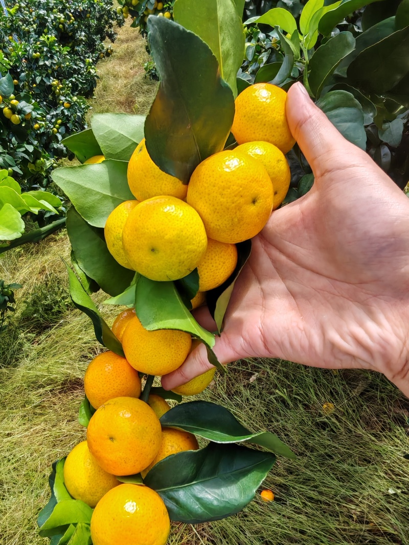 桂林金秋砂糖橘，上市